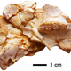 Image for article titled This Extinct Species is Changing What We Know About Early Ape Evolution